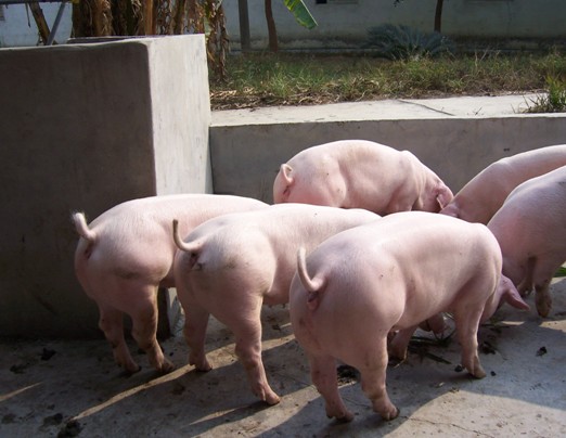 Technical points of artificial insemination in pigs