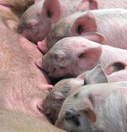 Beware of sow hypothermia in winter and spring