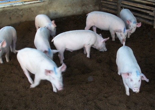Treatment of swine rheumatoid arthritis
